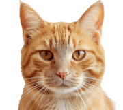 Корм Monge для кошек